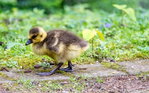 中学生运动会口号大全-春林公文网
