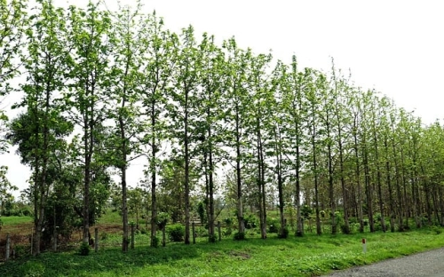 致全市公安机关广大民警、辅警及家属的春节慰问信-春林公文网