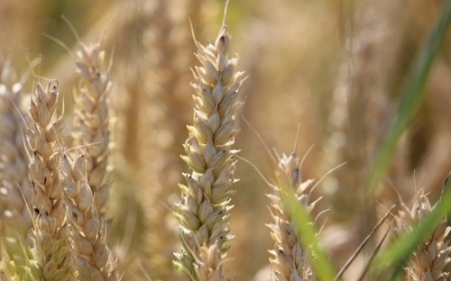 粮食专家谈我国粮食安全对策-春林公文网
