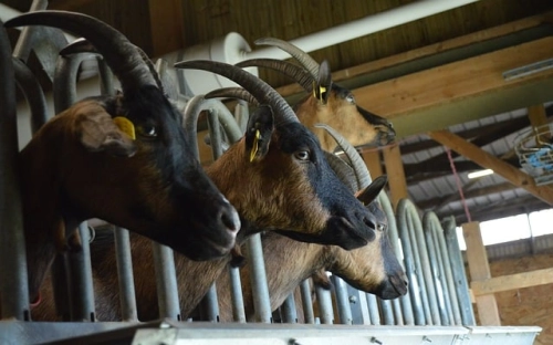 台湾热带农业科技考察报告-春林公文网