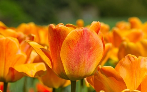 平安夜为什么送苹果,平安夜送苹果的含义-春林公文网