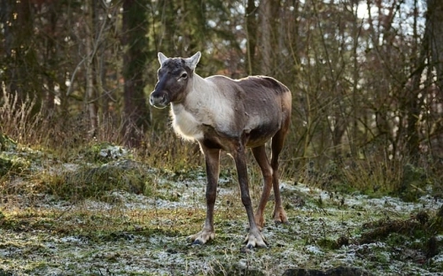 公司圣诞晚宴致辞-春林公文网