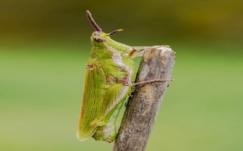 2011年愚人节短信精选-春林公文网