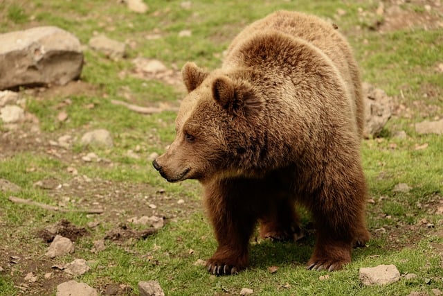 电信局大客户部经理述职报告