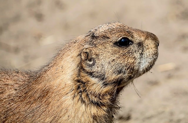 党员转正申请书格式和模板范文4篇2021最新