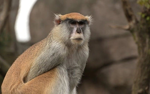 六一儿童节幼儿园家长发言稿-春林公文网