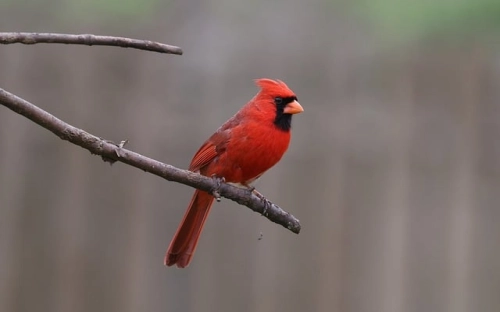 2012年大学学生会宿管部工作计划-春林公文网
