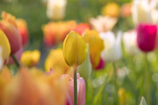 教师节活动主持人台词开幕闭幕词
