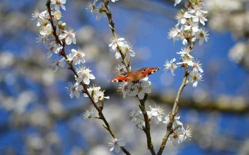乡镇党委书记述责述廉述法报告-春林公文网