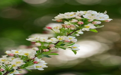 志愿者植树节活动总结-春林公文网