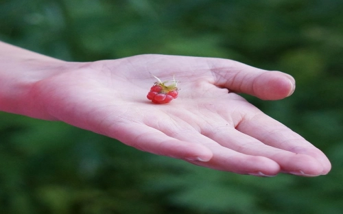 情人节语录-春林公文网