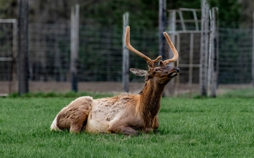 某县林业工作发展成就总结回顾-春林公文网