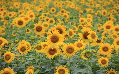 2022青少年普法教育实践工作报告 青少年普法教育活动总结报告精选5篇-春林公文网