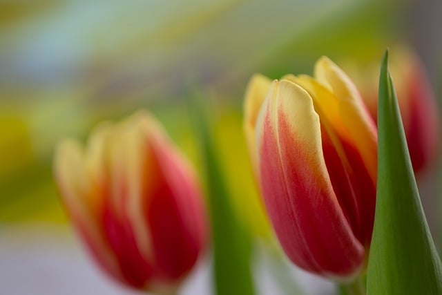 2022年优秀会计个人简历范文精选5篇