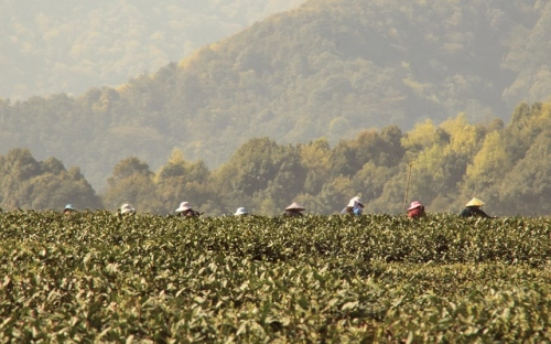 春茶专题策划方案-春林公文网