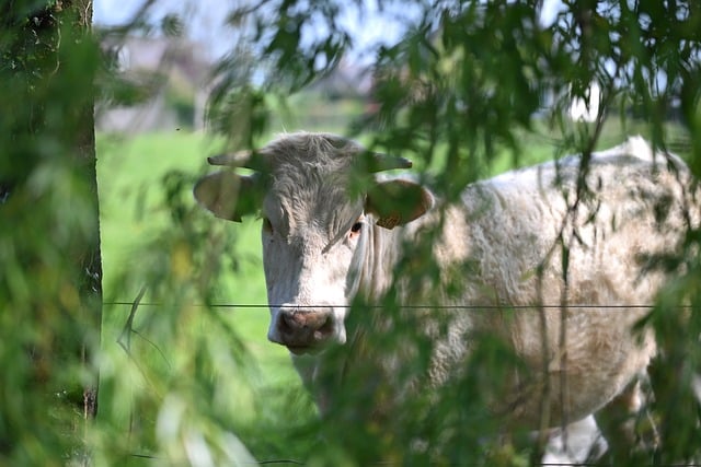 元旦牛年联欢晚会活动主持词