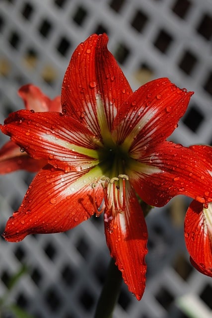 2016年圣诞节晚会开幕词