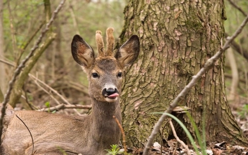 森林公安警察入党申请书最新版范文3篇-春林公文网
