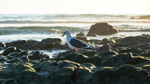 公司征收管理情况调研报告