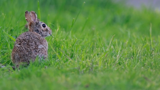 2016圣诞节晚会开幕词闭幕词5篇