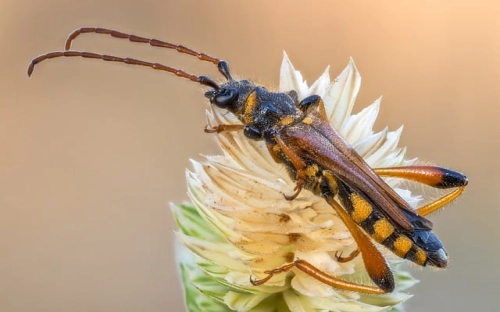 小学校长任职培训外出考察报告范本,考察报告-春林公文网