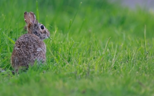 国外情人节风俗习俗-春林公文网