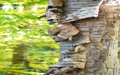 预备党员转正办理流程-春林公文网