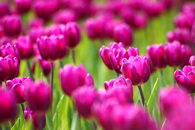 关于端午粽子祝福语说说集锦