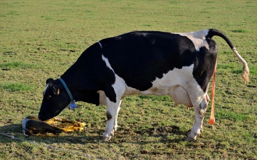 2022学生会志服实践部述职报告5篇-春林公文网