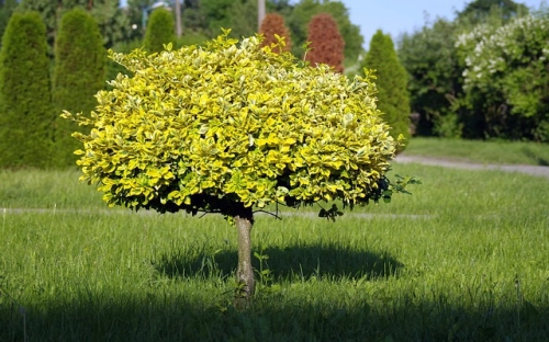 植树节活动主题-春林公文网