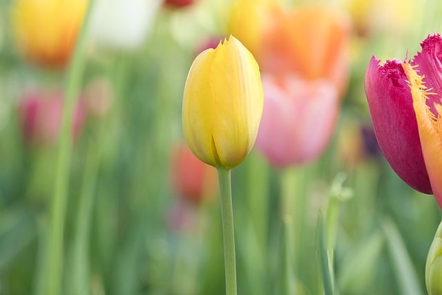 庆祝教师节倡议书范文