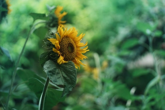 暖心的早安问候祝福语