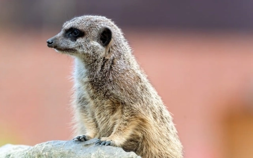 公务员入党申请谈话记录-春林公文网