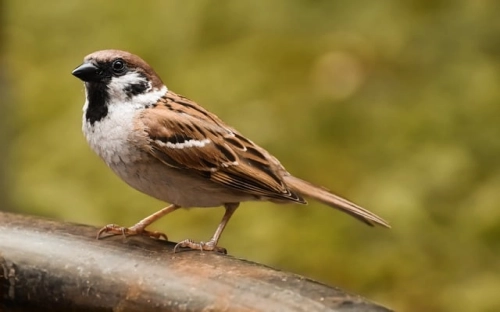 电子新品发布会暨渠道会议策划方案-春林公文网