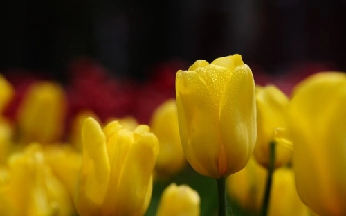 端午节QQ祝福语-春林公文网