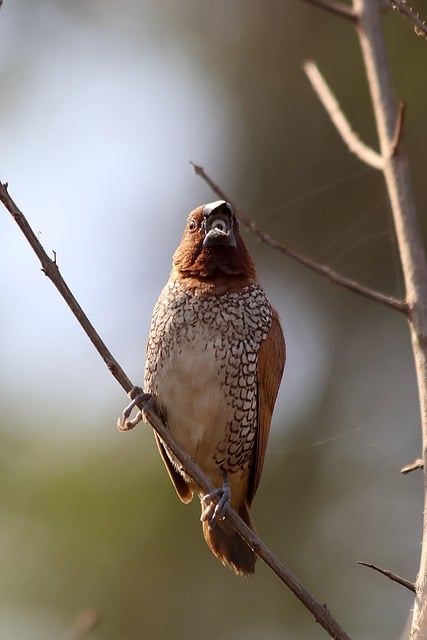 市场调查报告格式范文参考