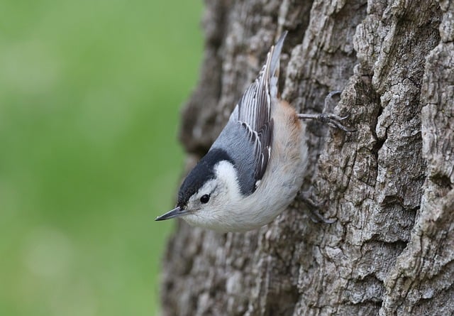 五一晚会开幕词和闭幕词
