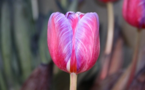 母亲节祝福语大全-春林公文网