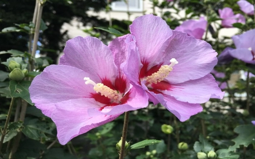 C语言实验报告《综合实验》-春林公文网