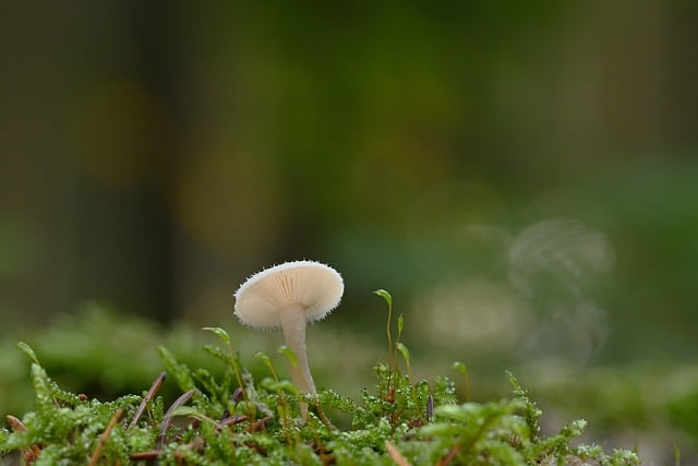 西藏自治区行政执法人员资格认证和行政执法证管理办法