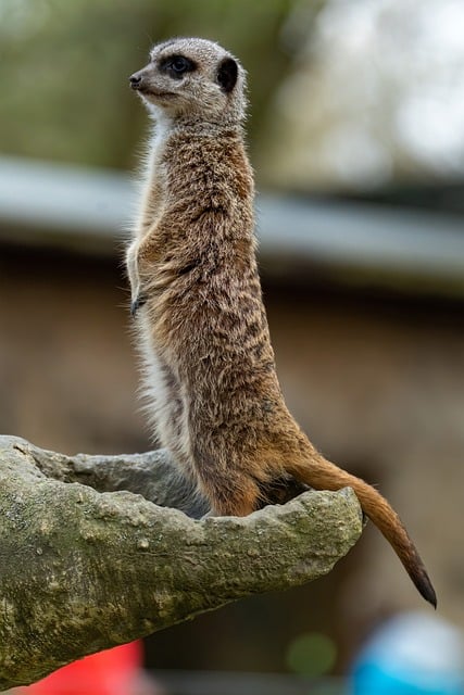 安检员转正申请书范文