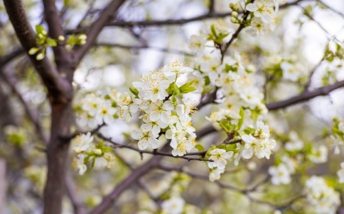 关于学期工作计划合集9篇-春林公文网