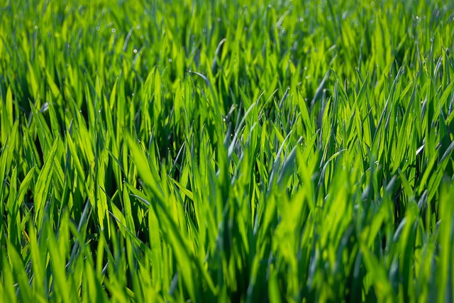 父亲节中英文祝福语