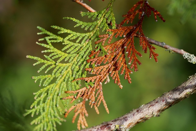 集体合同及其履行难现象透析