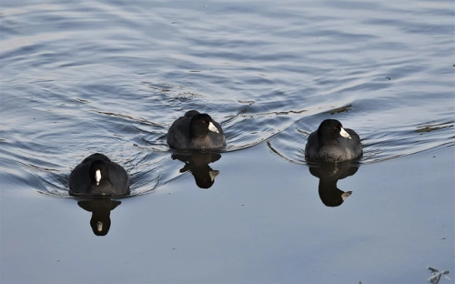 八一建军节短信-春林公文网