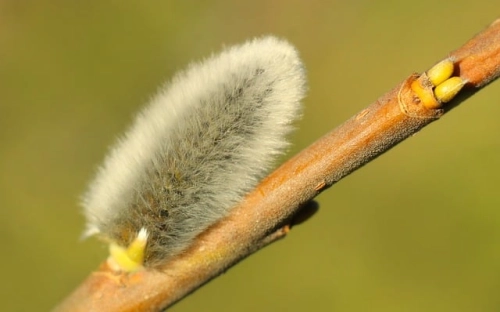 担保书范文-春林公文网