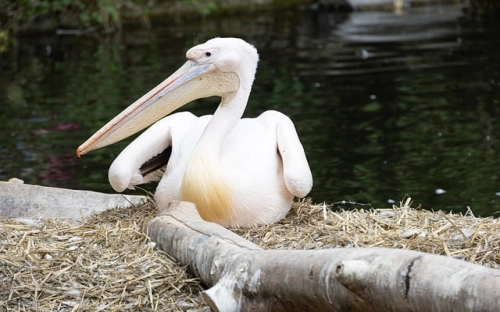 青年志愿者入团申请书范文-春林公文网