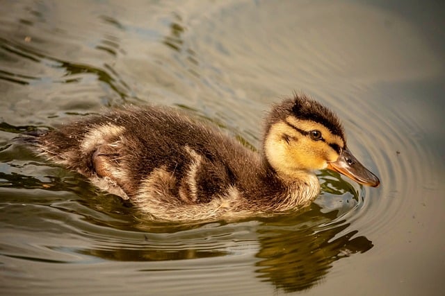 先进性教育活动第三阶段动员大会主持词