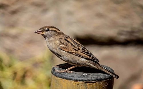 圣诞节贺卡祝福语30条-春林公文网