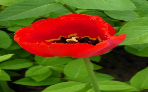 区委副书记党员先进性教育活动党性剖析材料-春林公文网